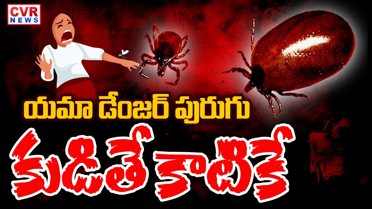 Dangerous Scrub Typhus Cases Rising In AP | CVR News