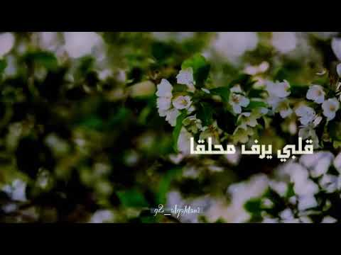 قلبي يرف محلقا