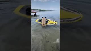 French Bulldog Drags Kneeboard Into Lake To Go Surfing - 1503591