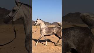 arabian beautiful horse