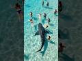 family's beach day turns into nightmare at panama city #PanamaCityBeach #SharkAttack #viral