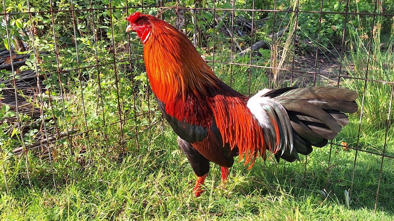 5/12 top 6 em 🌾 ⛽️ @365/×263#664#