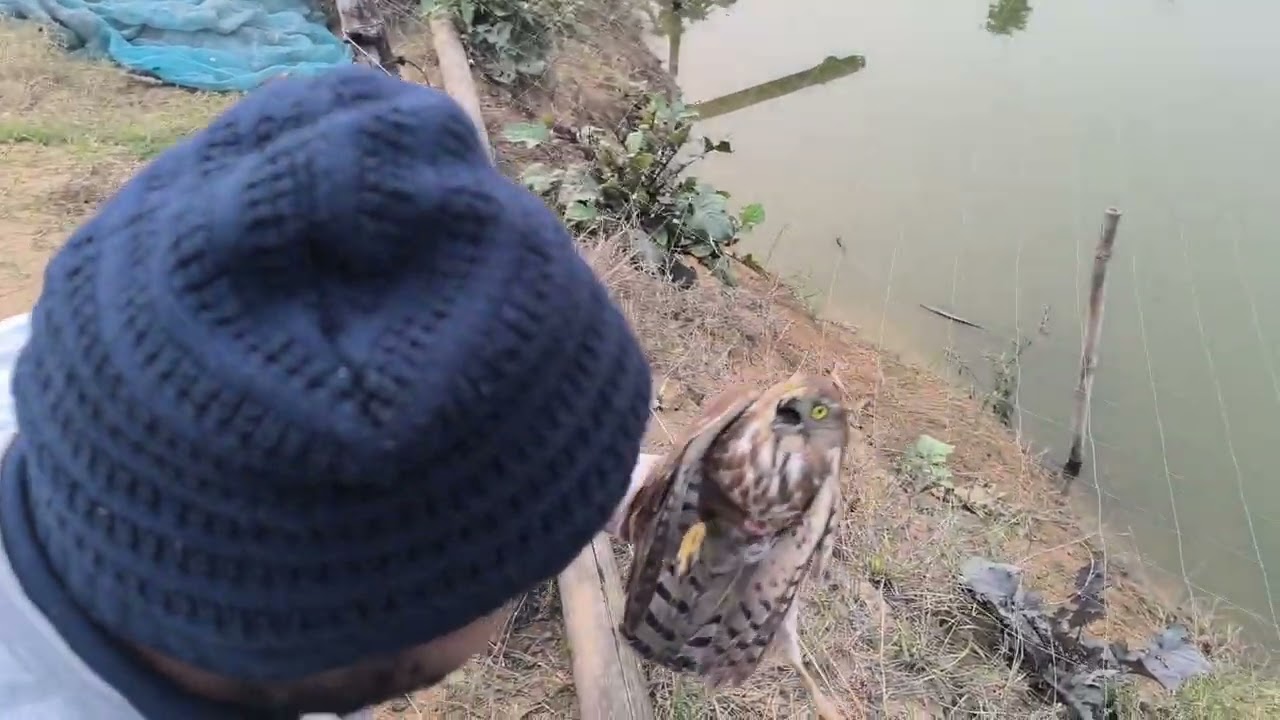 बाज़ का रेस्क्यू 