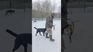 Макрон. Второе занятие. Строим правильные взаимоотношения. #лабрадор #дрессировка #кинологминск