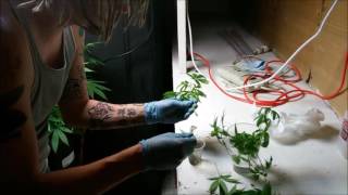 How to clone your cannabis plant for early sexing and a new generation