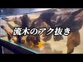 【アクアリウム】流木のアク抜きをしていく