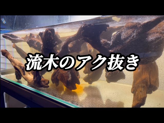 Aquarium] Removing the bitterness from driftwood - YouTube