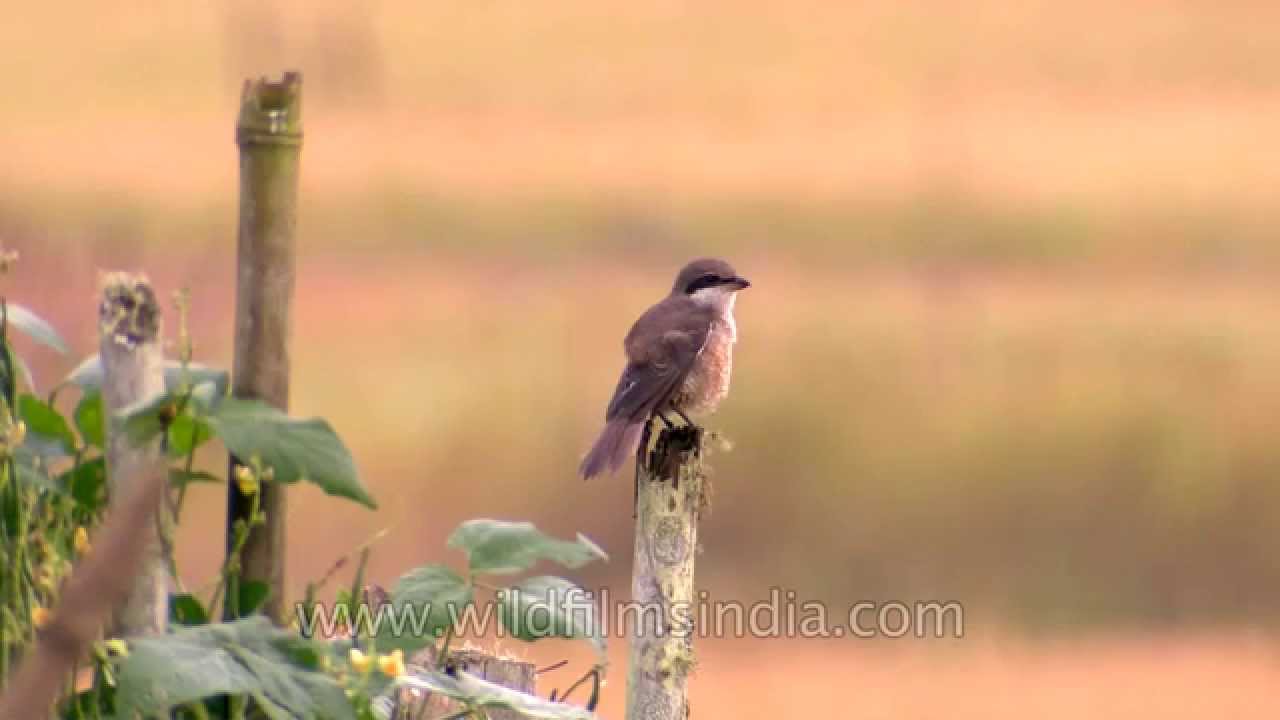Grey-backed shrike and other birds in Ziro, Arunachal Pradesh 