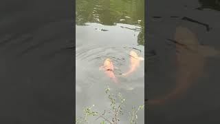 Download Lagu situ ciater panjalu MP3