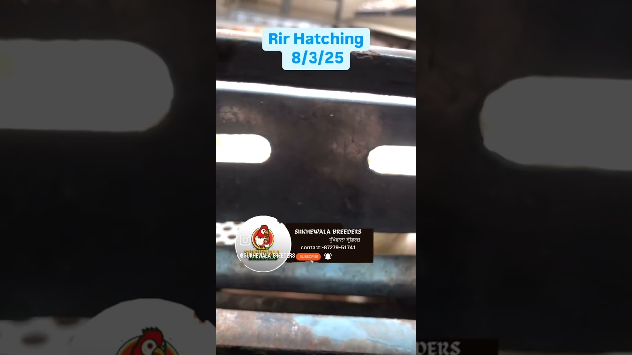 Rir 🐣🐣🐣🐣