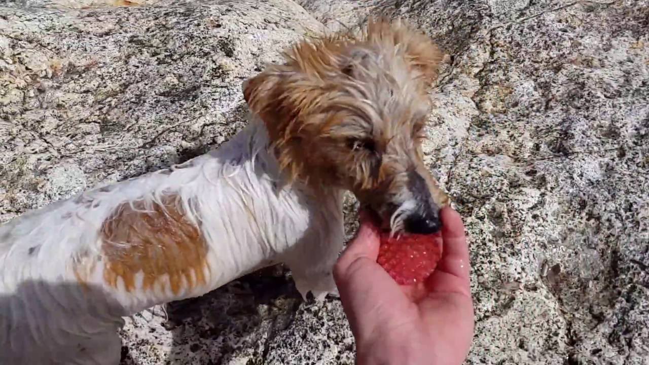 Long Haired Jack Russell Puppy Getting Know The Sea Youtube