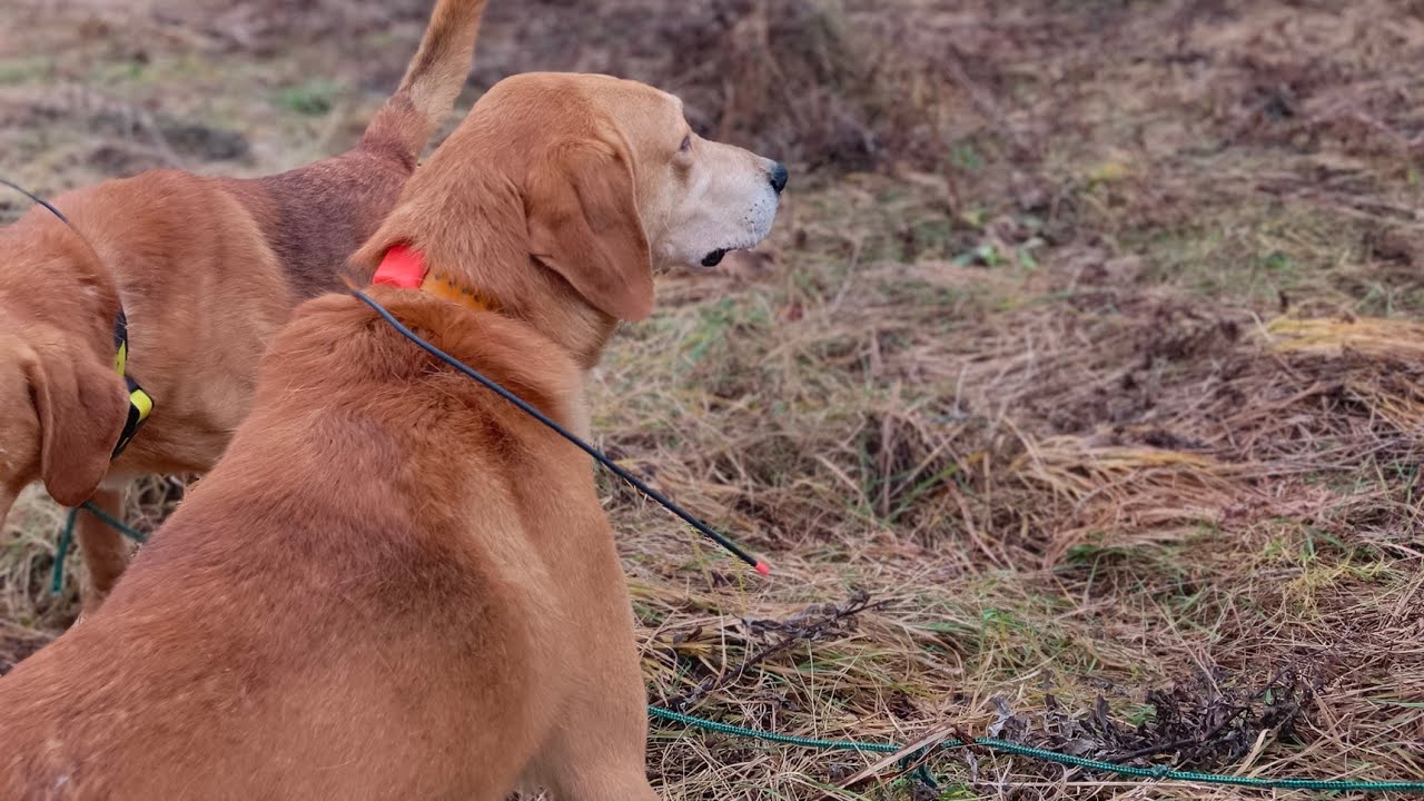 Охота на зайца. Трофей в рюкзаке. 25.12.25.