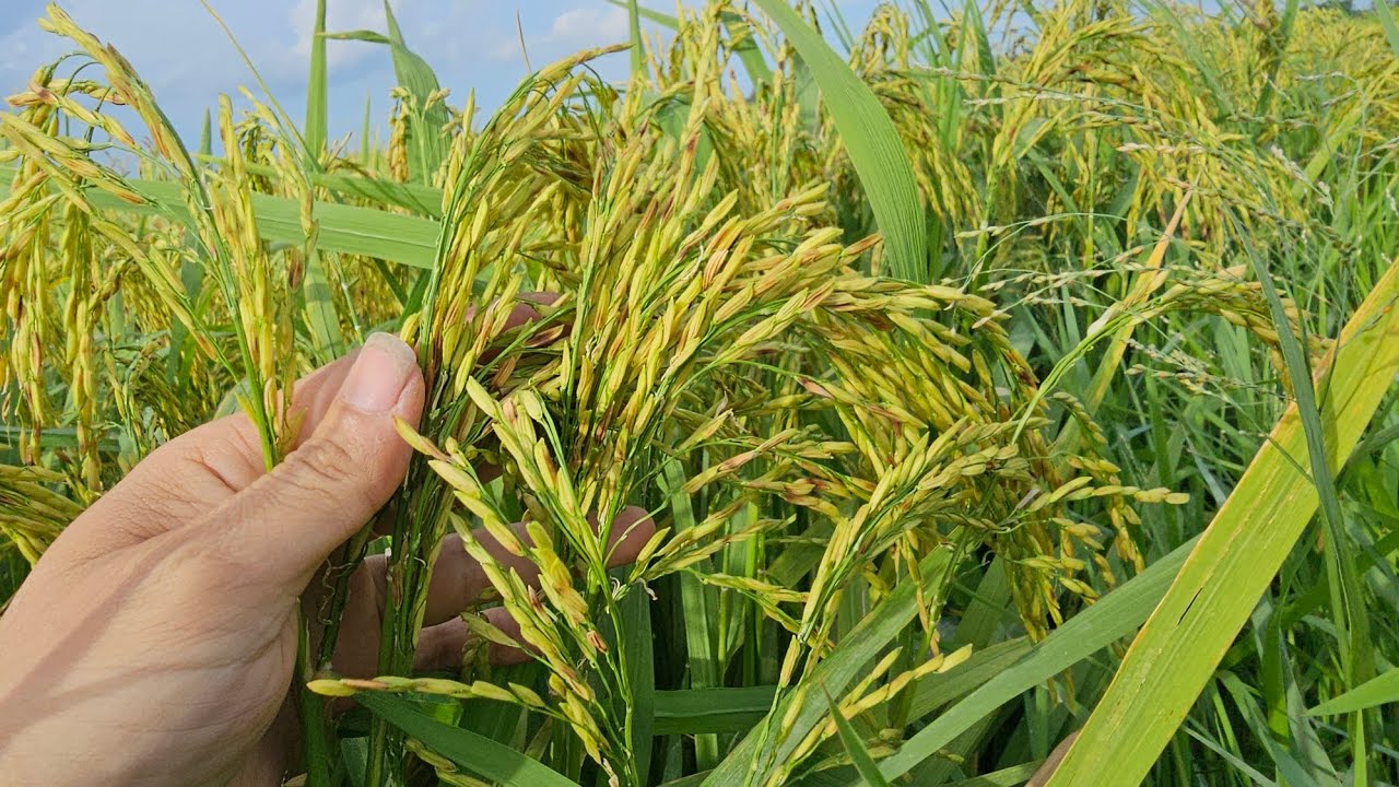 Lúa Trổ Ngay Nắng Nhưng Vẫn Bị Lép Khá Nặng Nguyên Nhân Do Đâu 