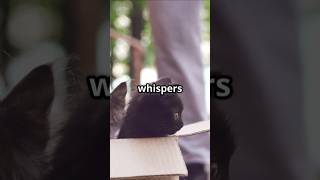 Heartfelt Decision James and Muffin's Emotional Journey