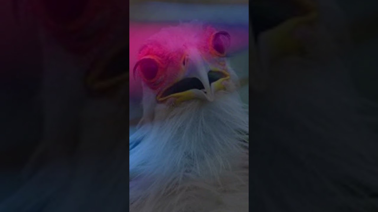 Dangerous Birds | The Secretary Bird 