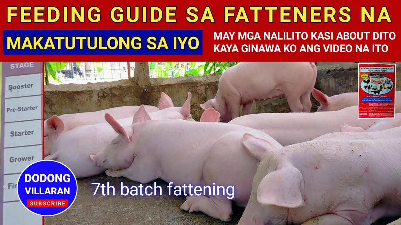 FEEDING GUIDE SA FATTENERS na makatutulong sa iyo / 390