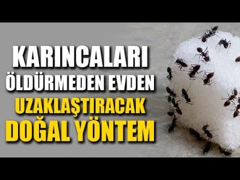 EVDEKİ KARINCALARDAN NASIL