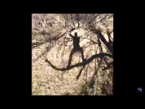 Tree guy falls meme