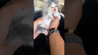 Funny behavior of cute muchkin kitten #cat #catvideos #kitten #cutecat #funny #kucing
