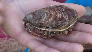 Charente-Maritime Une Huître Aux 20 Perles À Marennes