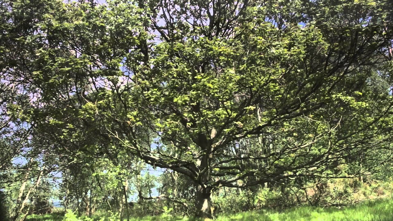 camera iphone 8 plus apk Ragpath Heath