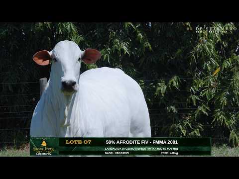 LOTE 07   AFRODITE FIV   FMMA 2001