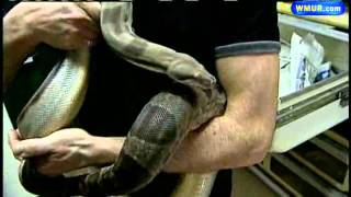 Celebrity Federal Ban Affects Snake Business Profile