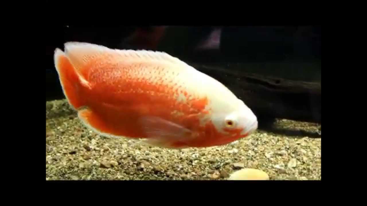 ponds at bayberry Hikari Sponsored Contest For MA Fish Guy-DWSdarius