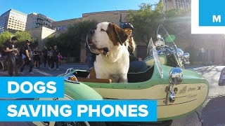 Motorcycle-Riding St. Bernards Save Phones at SXSW | Mashable
