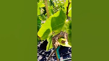 Overwatering & Underwatering Fig Trees #fig #figtree #figboss #gardeningtips #fruittrees
