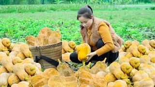 Download Lagu Harvesting Rare Mutant Squash. Go to Market to Sell with Ms. Sai | Ly Thi Sai Harvest MP3 Download Lagu Harvesting Rare Mutant Squash. Go to Market to Sell with Ms. Sai | Ly Thi Sai Harvest MP3