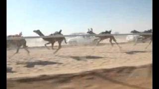 سباق الهجن يوم الجمعه 21/1/1433 هـ