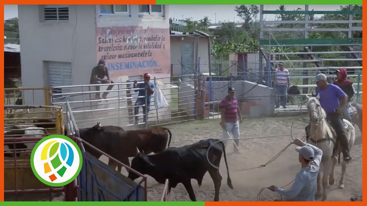 Entrena equipo de Pinar del Río para la etapa eliminatoria de la