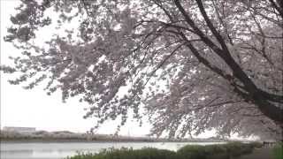 Shower of Cherry Blossoms at Gongendo Park in Japan