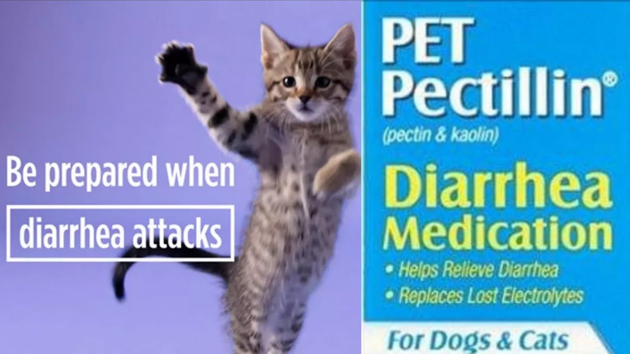 CATS DIARRHEA (Causes, Symptoms and Treatment) YouTube