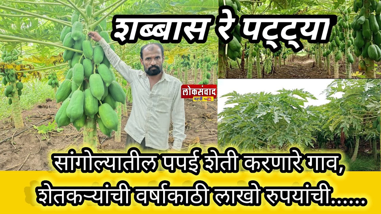 शब्बास रे पट्ट्या! पपई पिकातून घेतले नऊ लाख रुपये..... #पपई#शेती#व्यवस्थापन#लोकसंवाद #मराठी