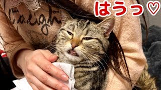 妹に身体をふきふきされ少しづつ気分が良くなってきてしまった猫ｗ
