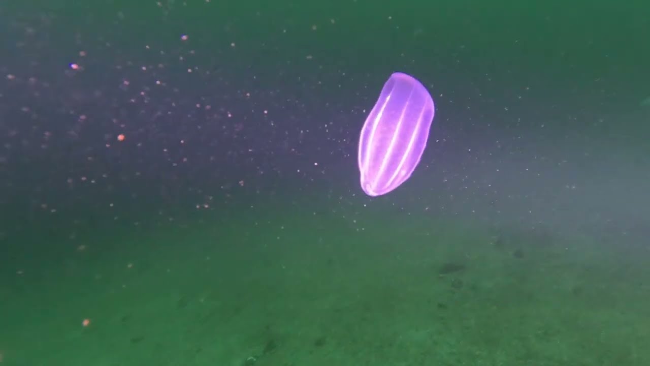 В холодной водичке Лиинахамари)