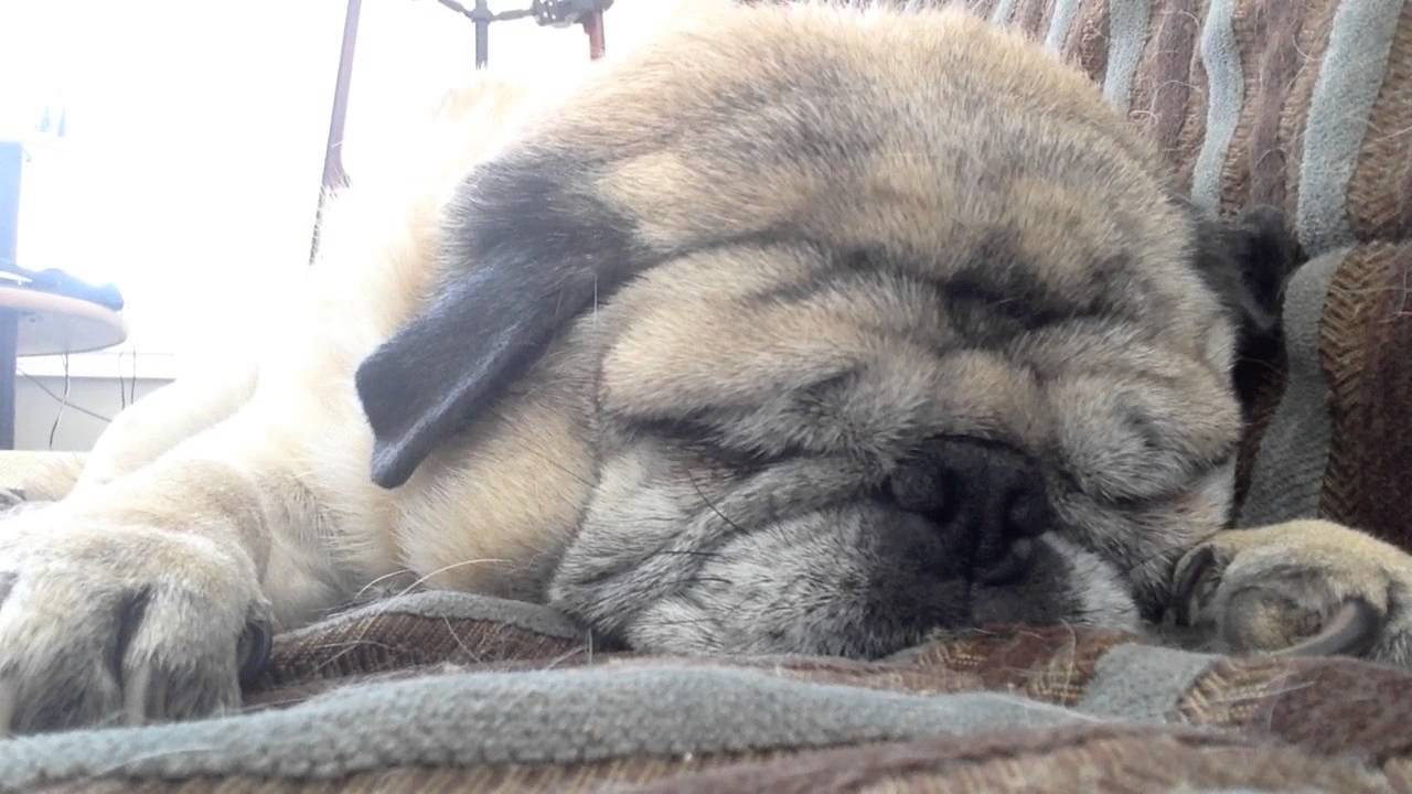 pug snoring