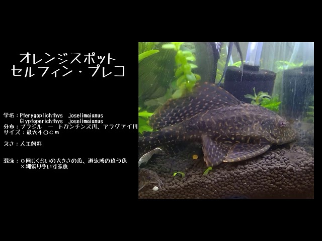 熱帯魚の紹介】オレンジスポット・セルフィンプレコ【0円アクアリウム 
