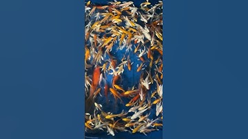 Chép Phụng Mini 7cm - Giá 10k/con đủ các màu lựa chọn