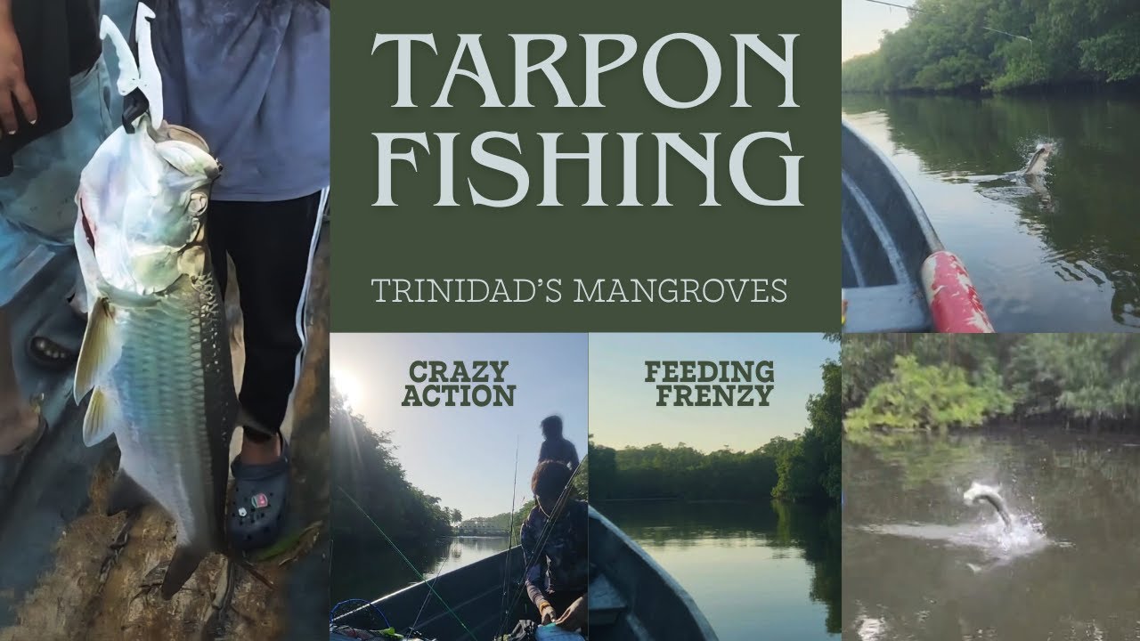💥 INSANE TARPON BITE! 🎣 Hidden in TRINIDAD'S Mangroves🌴🇹🇹”