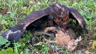 1 Day | Five GOLDEN EAGLES Catch Five Hares! by Bull-X TV 32,136 views 2 years ago 6 minutes, 19 seconds