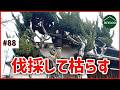 庭木を切る！切り株を枯らす！成長し過ぎたカイヅカイブキを伐採【古民家DIY#88】