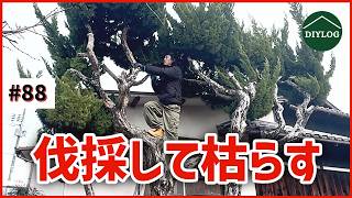 庭木を切る！切り株を枯らす！成長し過ぎたカイヅカイブキを伐採【古
