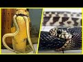 7 Cobras Que Comem Outras Cobras