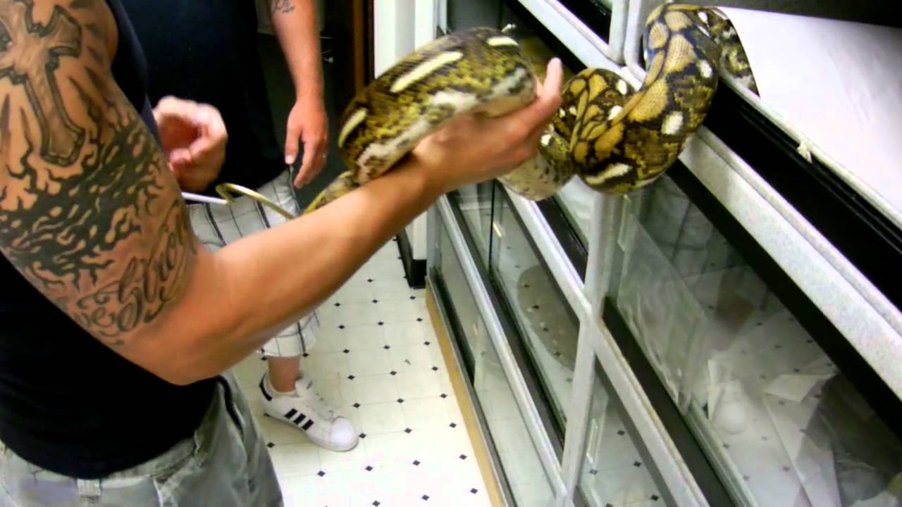 camera iphone 8 plus apk Dwarf Tiger Retic