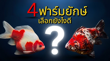 อยากเลี้ยงปลาทองทามาซาบะ? ต้องรู้จัก 4 ฟาร์มนี้ก่อนตัดสินใจซื้อ!