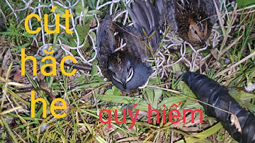 Soi đêm, bắt được chim cút hắc he cực kỳ quý hiếm