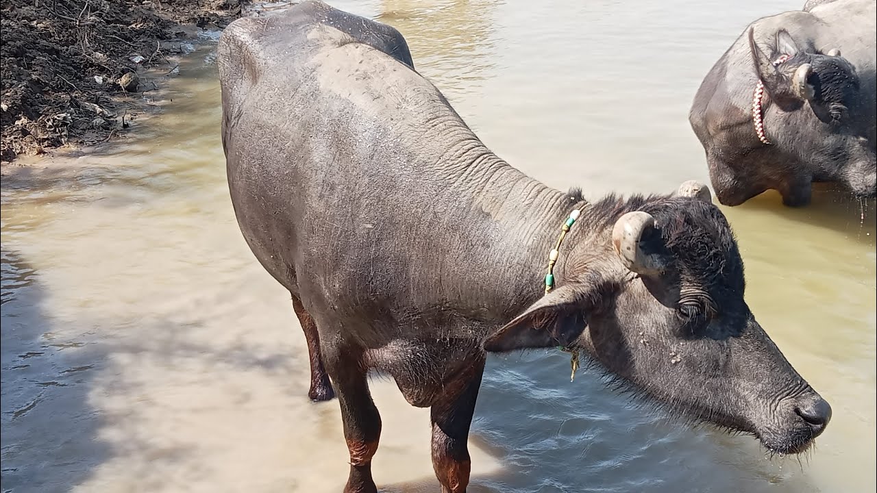 આજે તો ગાયો ભેશો માટે ૧૦ હજાર ની જાર ની સુકા પુળા ની ચાર ઉતારી